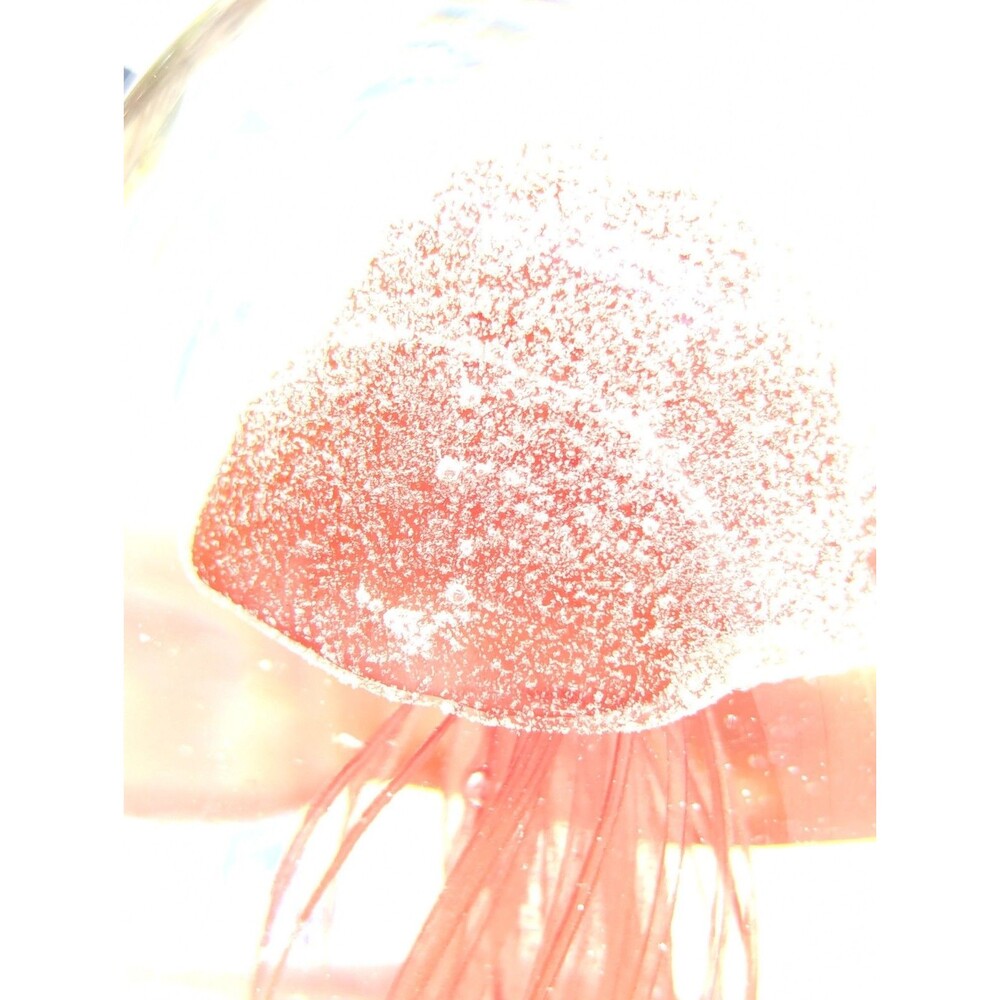 Red Glow in the Dark Glass Jellyfish Paperweight Art Glass Sculpture 5.5" - Picture 3 of 8